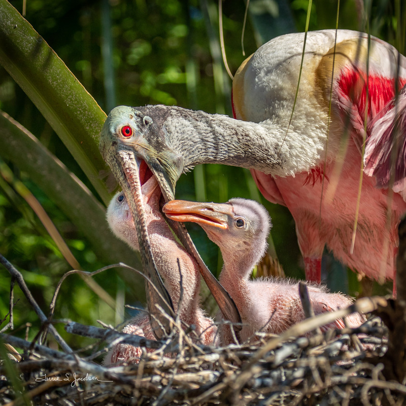 TSJ_20210508_2766.jpg :: Roseatte Spoonbill feeding young