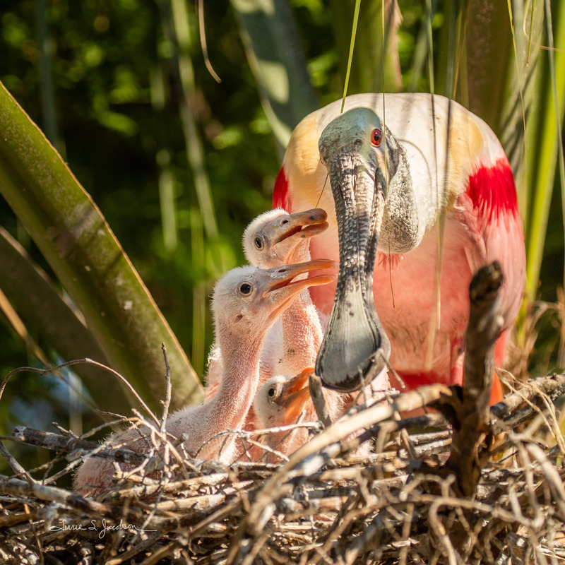 TSJ_20210508_2860.jpg :: Roseatte Spoonbill-with young