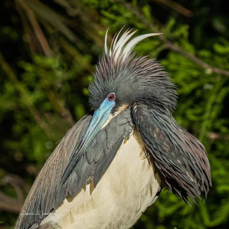 TSJ_20210509_5100.jpg :: Tricolored Heron