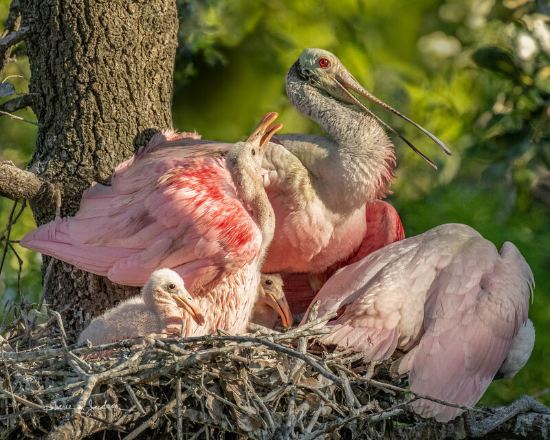TSJ_20210509_5670.jpg :: Roseatte Spoonbill-with young