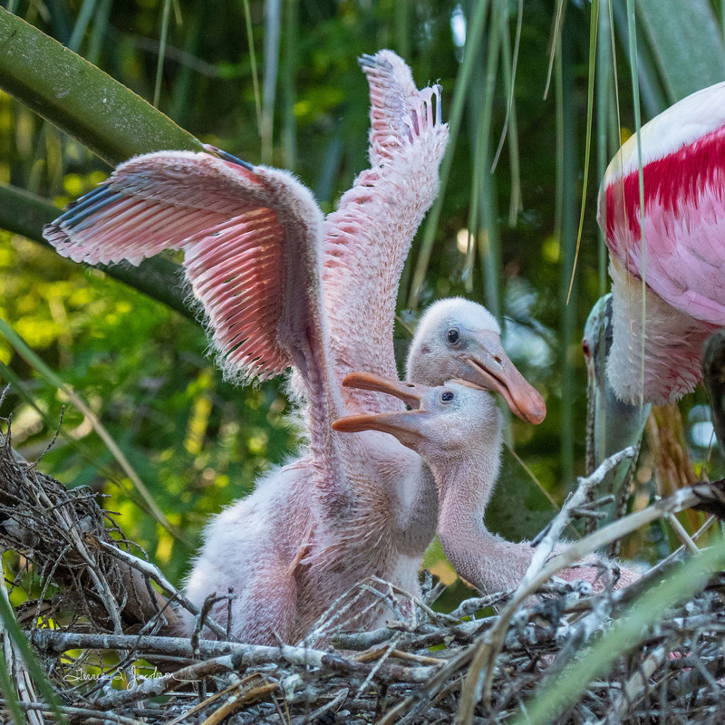 TSJ_20210509_6293.jpg :: Roseatte Spoonbill-young