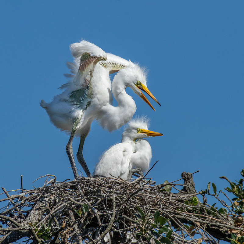 TSJ_20210509_7419.jpg :: Great Egret-chicks