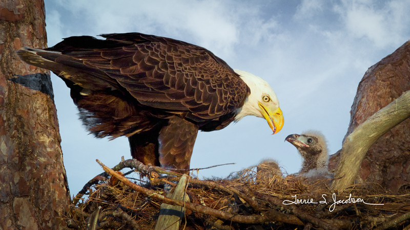 TSJ20110215-9734-2(3).jpg :: Bald Eagle with Young