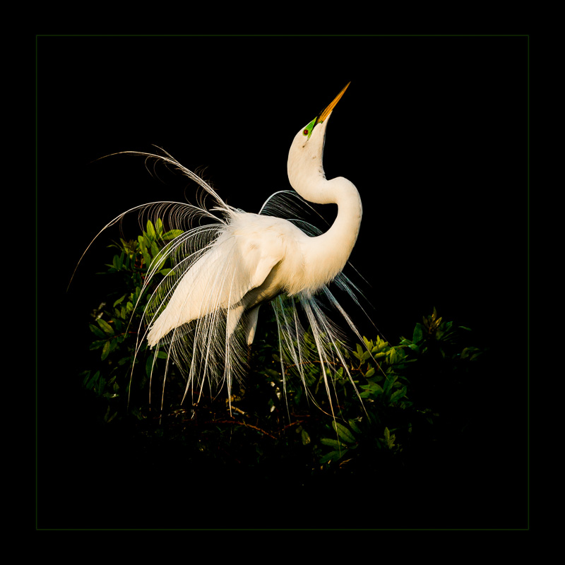 egret_d_green stroke.jpg