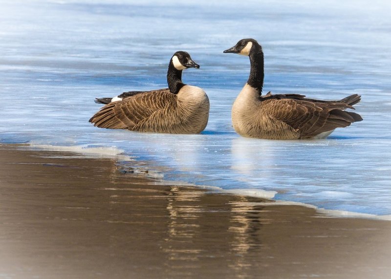 untitled_20140328_6635.jpg :: On the Ice: Cananda Geese