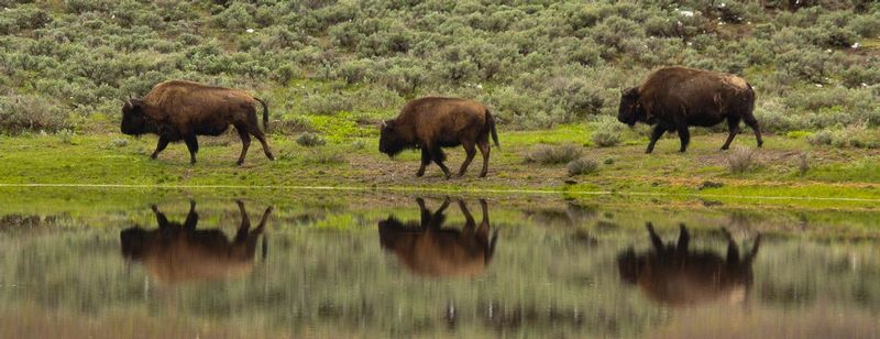 IMG_04702.jpg :: buffalo reflections