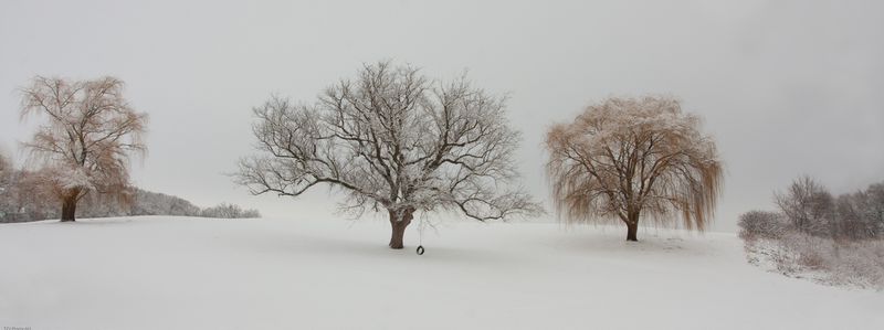 TSJ_20111204_4401.jpg :: Tire Swing 