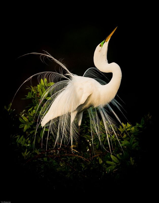 TSJ_20120219_79291.jpg :: Great Egret- With Breeding Plumage-3