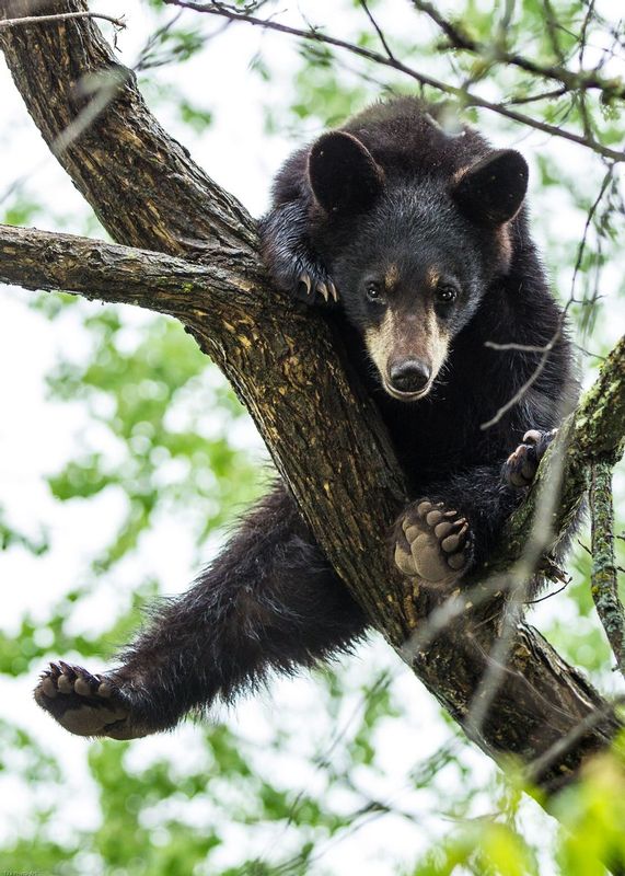 TSJ_20140601_57991.jpg :: Black Bear Yearling 