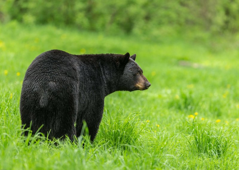 TSJ_20140601_6030.jpg :: Black Bear Profile