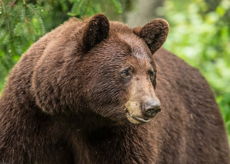 TSJ_20140601_6517.jpg :: Cinnamon colored Black Bear 