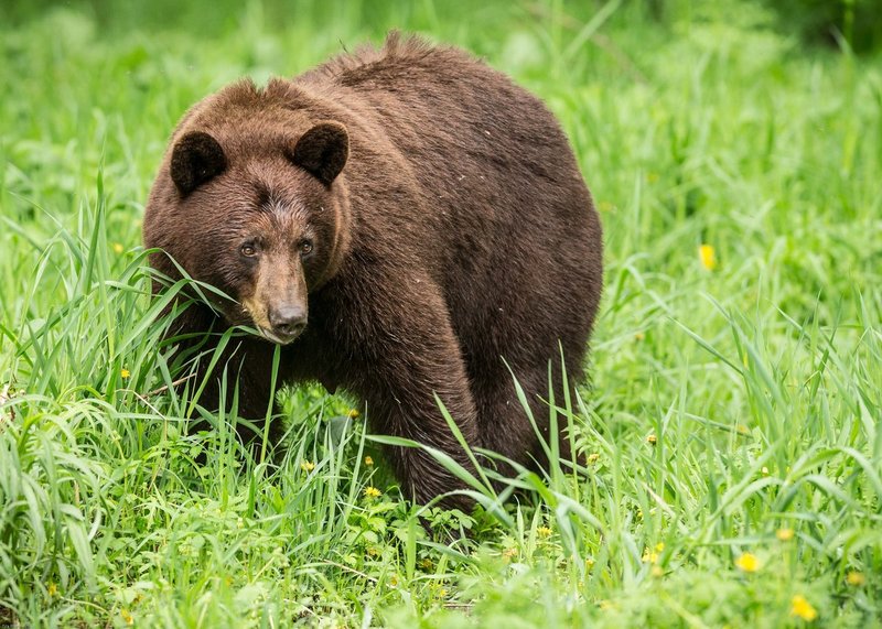 TSJ_20140601_6617.jpg :: Cinnamon colored Black Bear- Female