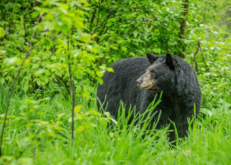 TSJ_20140601_7451.jpg :: Black Bear After a Rain Coming out of the Woods