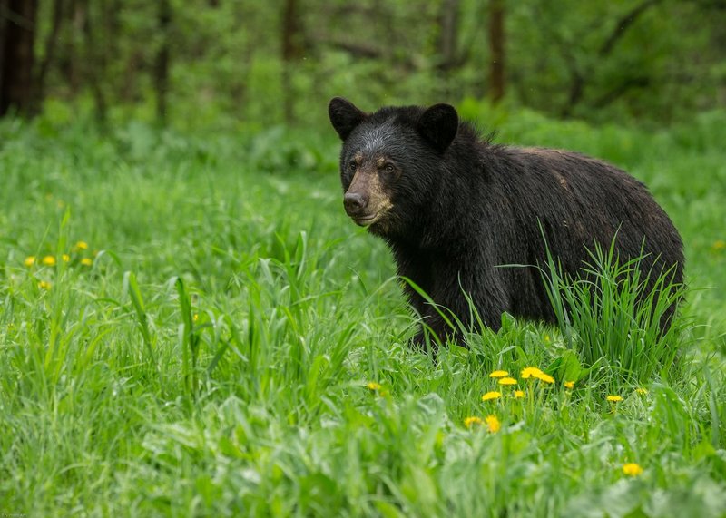 TSJ_20140602_8157.jpg :: Black Bear Yearling