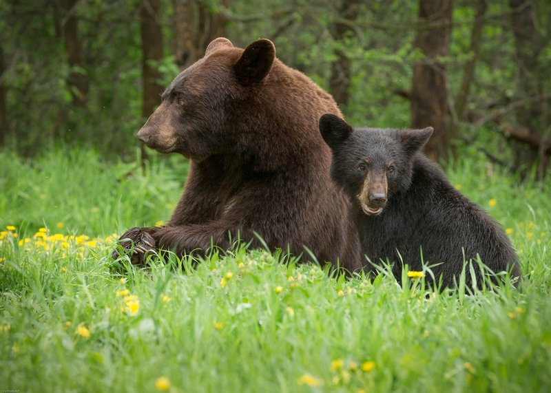 TSJ_20140602_8894.jpg :: Black Bear with Cub