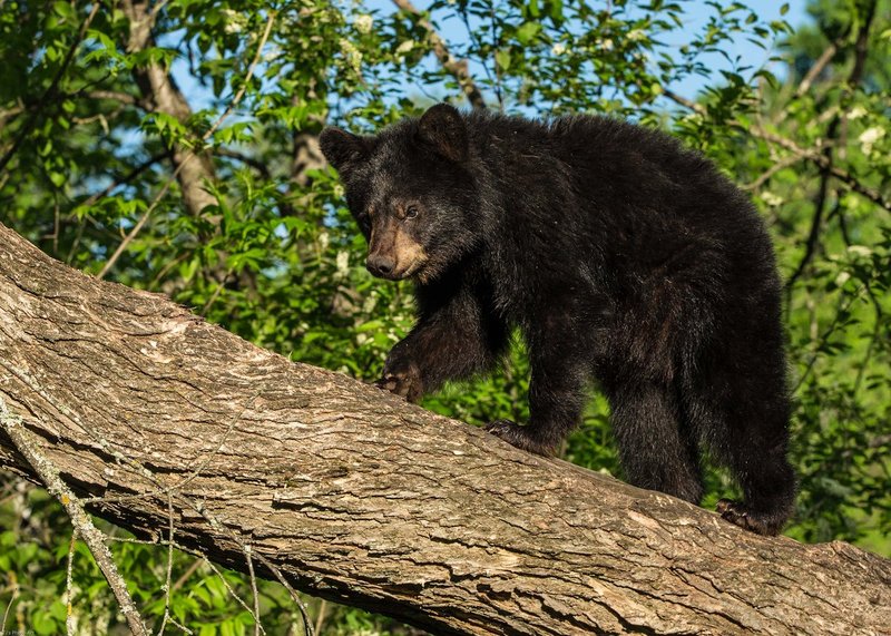 TSJ_20140603_9750.jpg :: Walking on a Downed Tree