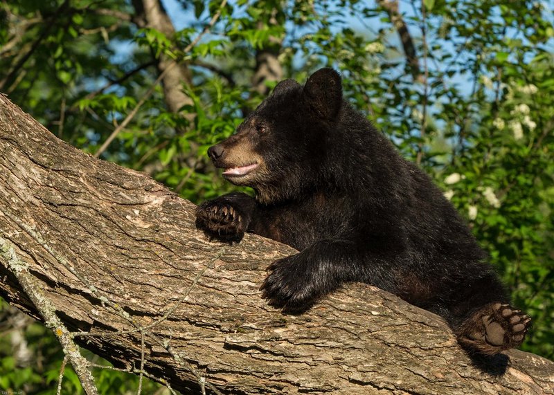TSJ_20140603_9773.jpg :: Black Bear Cub