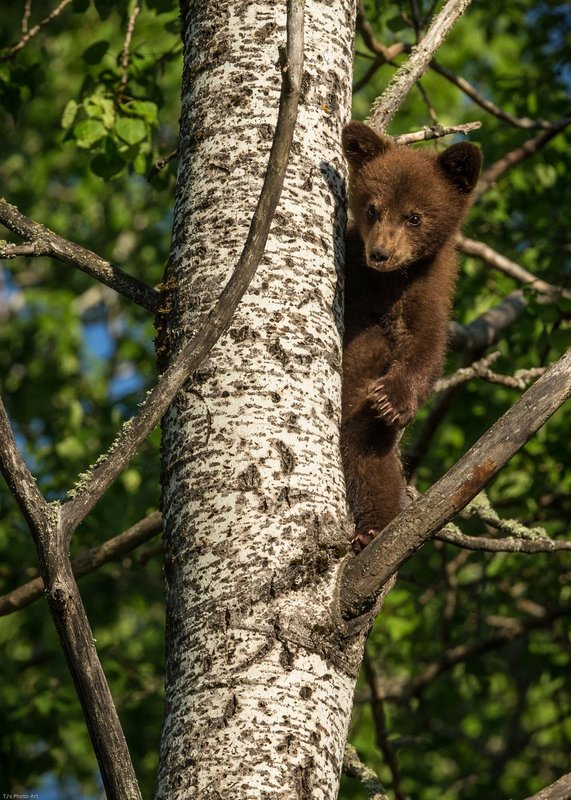 TSJ_20140604_1518.jpg :: Peeking Around the Tree: 
Black Bear Cub
