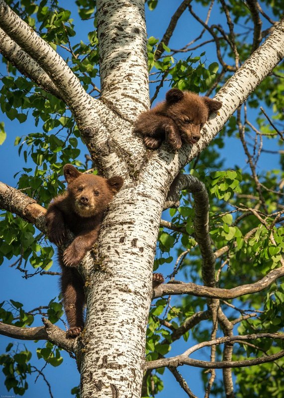 TSJ_20140604_1621.jpg :: Black Bear Cubs 