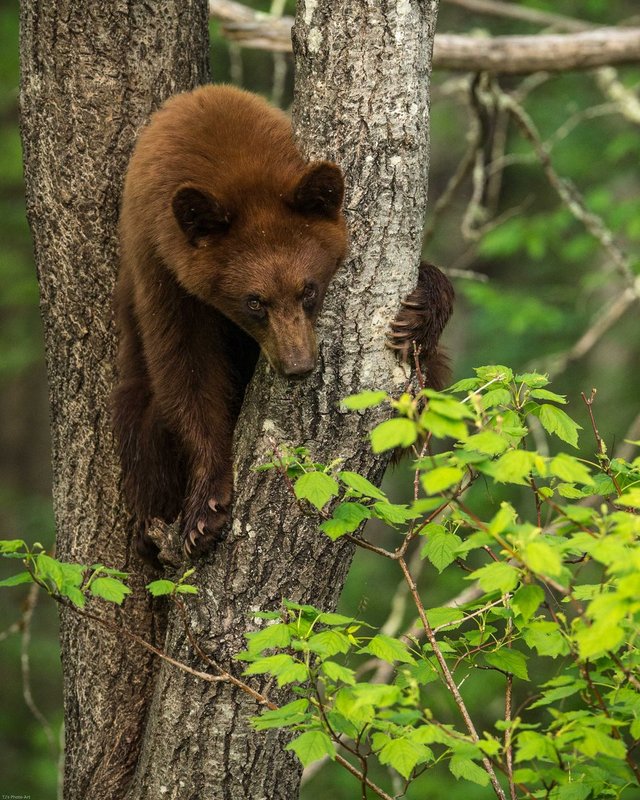 TSJ_20140604_1740.jpg :: Cinnamon colored Black Bear Yearling