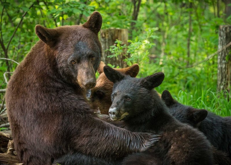 TSJ_20140605_19791.jpg ::  Mother Black Bear Nursing her Cubs