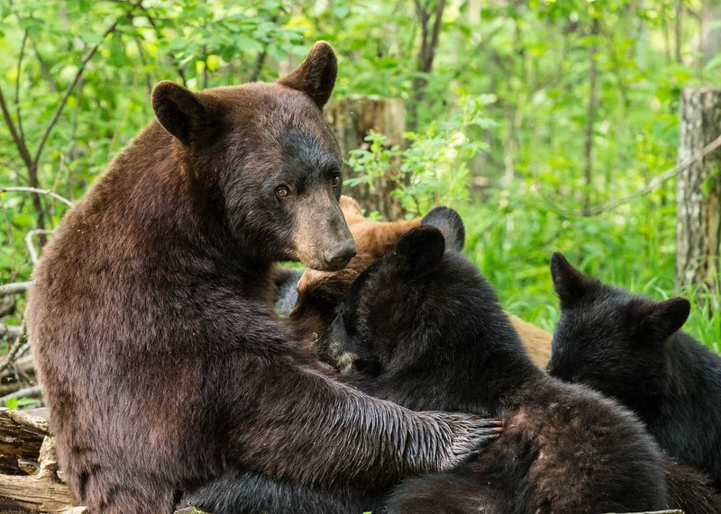TSJ_20140605_1982.jpg :: Black Bear nursing her Cubs