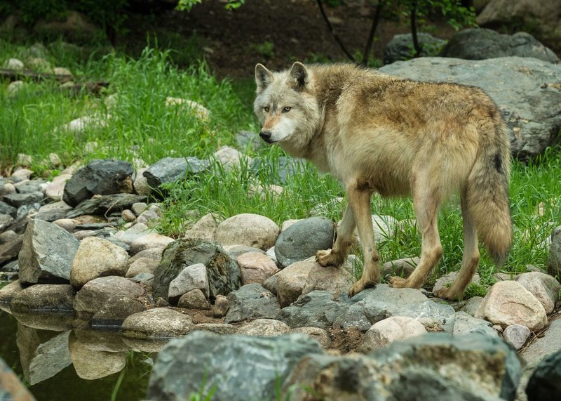 TSJ_20140607_4151.jpg :: Gray Wolf