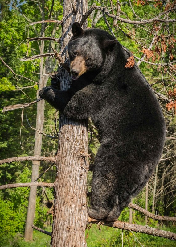 TSJ_20140607_4278.jpg :: Black Bear in a Tree