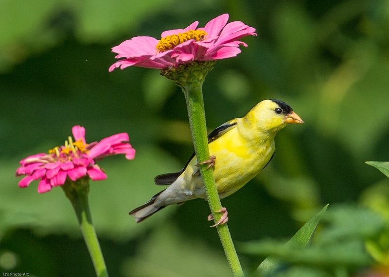 TSJ_20140804_7891.jpg :: Goldfinch on Zinnia
