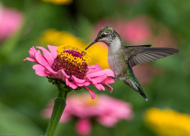 TSJ_20140808_8558.jpg :: Ruby-throated Hummingbird on Zinnia