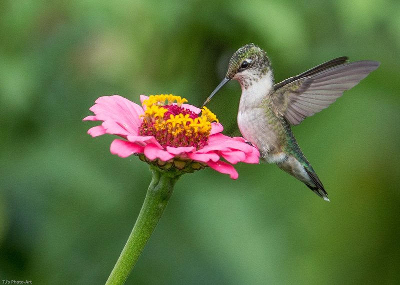 TSJ_20140808_8650.jpg :: Ruby-throated Hummingbird on Zinnia