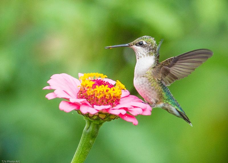 TSJ_20140808_8652.jpg :: Ruby Throated Hummingbird