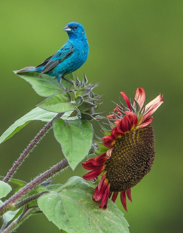 TSJ_20140808_8702.jpg :: Indigo Bunting on Red Sunflower