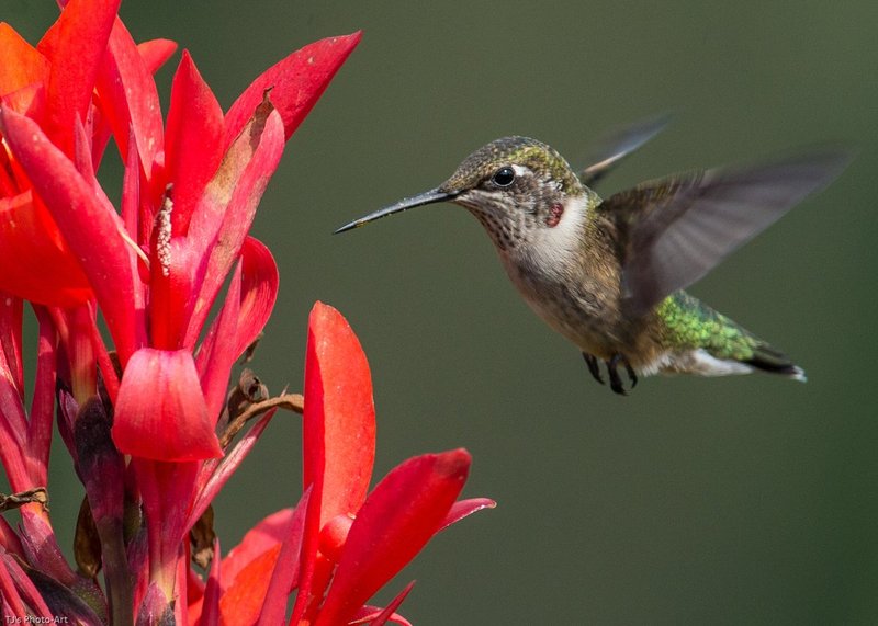 TSJ_20140810_9159.jpg :: Male Ruby-throated Hummingbird