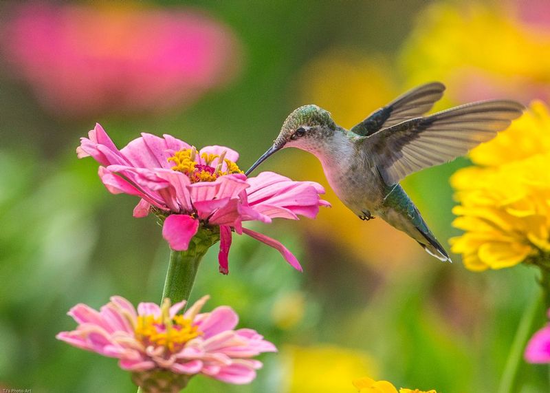 TSJ_20140815_00041.jpg :: Ruby Throated Hummingbird