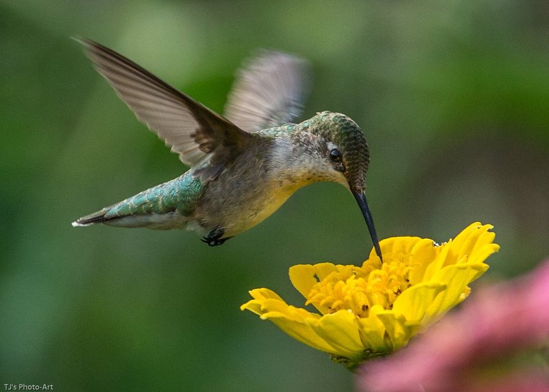 TSJ_20140815_0044.jpg :: Ruby-throated Hummingbird on Zinnia