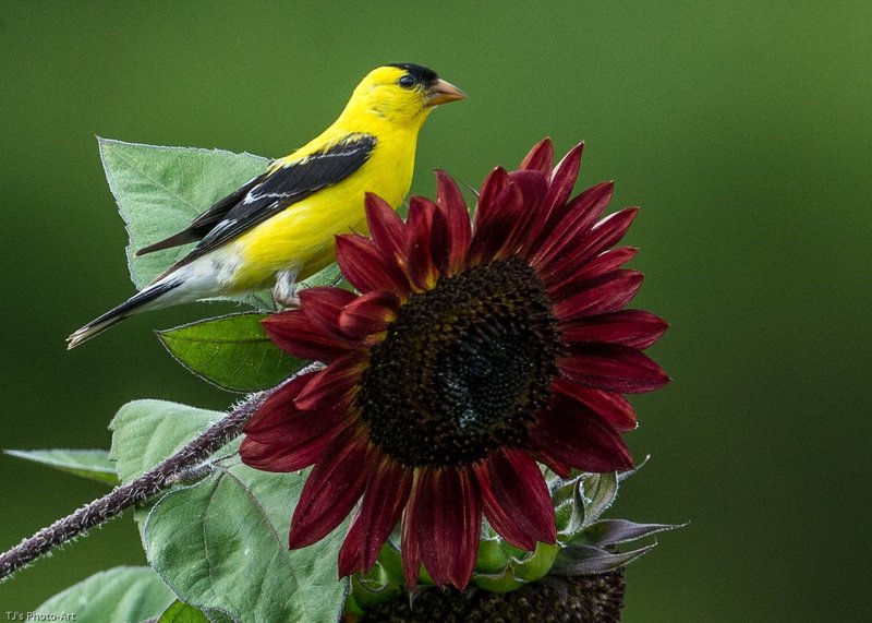 TSJ_20140815_9776.jpg :: Goldfinch on Red Sunflower