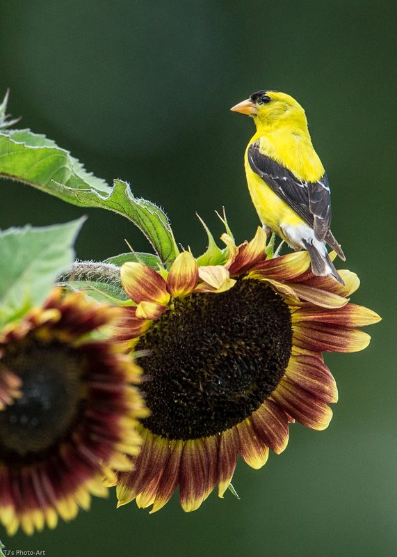 TSJ_20140815_9927.jpg :: Goldfinch on Sunflower