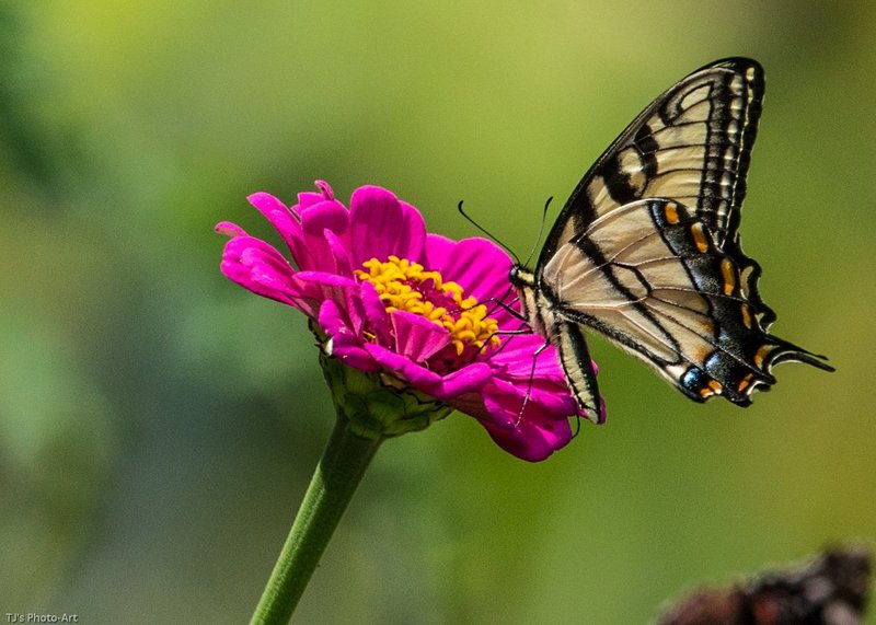 TSJ_20140816_0337.jpg :: Swallowtail butterfly on Zinnia