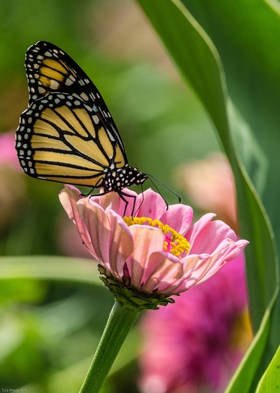 TSJ_20140816_0489.jpg :: Monarch Butterfly