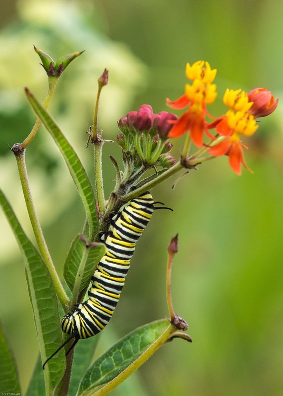 TSJ_20140906_2345-2.jpg :: Monarch Butterfly Caterpillar 