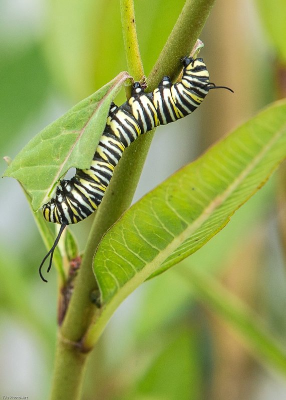 TSJ_20140906_2354-2.jpg :: Monarch Caterpillar