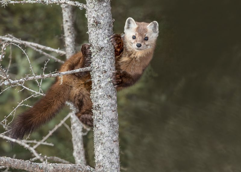TSJ_20150209_7932_2.jpg :: Pine Marten