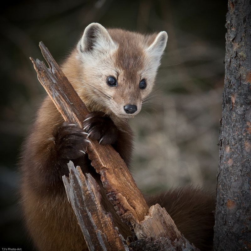 TSJ_20150209_8012.jpg :: Pine Marten