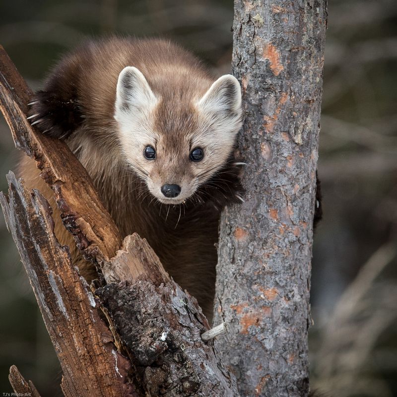 TSJ_20150209_8017.jpg :: Pine Marten in a Tree