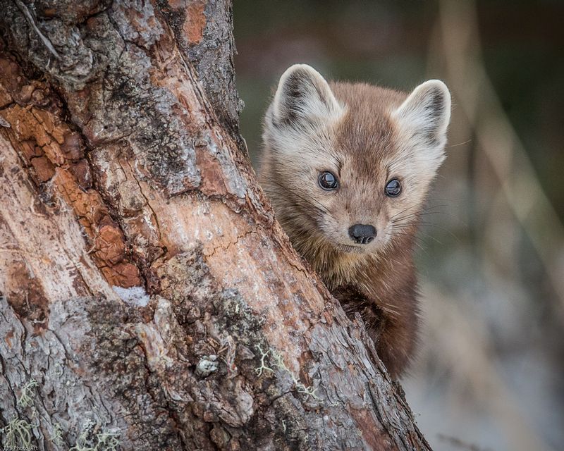 TSJ_20150209_8035.jpg :: Pine Marten