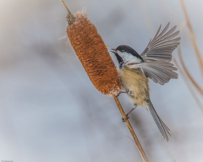 TSJ_20150209_8154.jpg :: Black-Capped Chickadee on cattail 