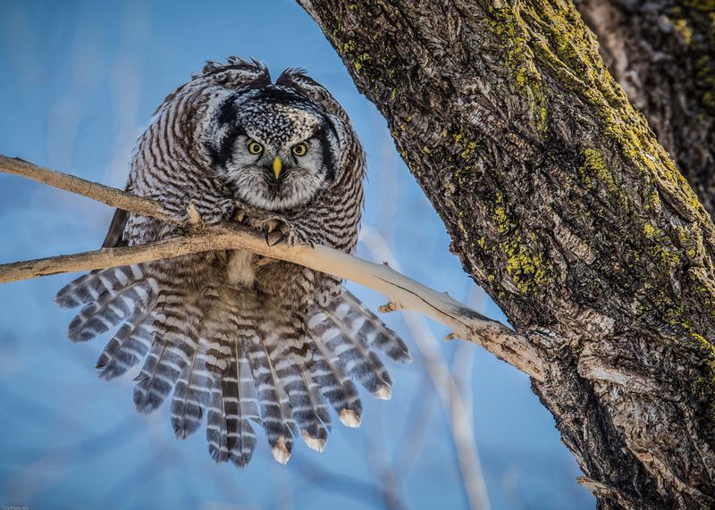 TSJ_20150301_0964.jpg :: Northern Hawk Owl 