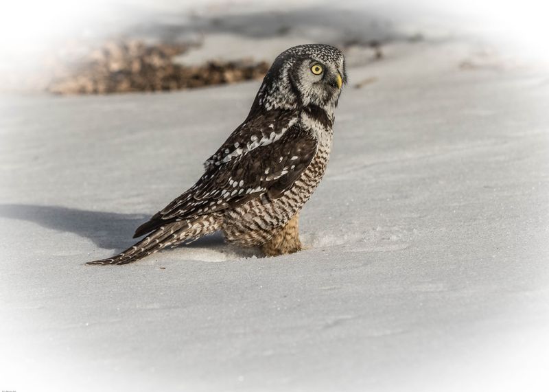 TSJ_20150302_6138.jpg :: Walking in the Snow
Northern Hawk Owl 