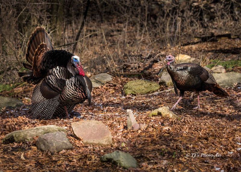 TSJ_20150410_4195.jpg :: Wild Turkeys 